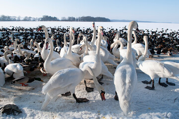 ptaki na zamarzniętym jeziorze © marsad