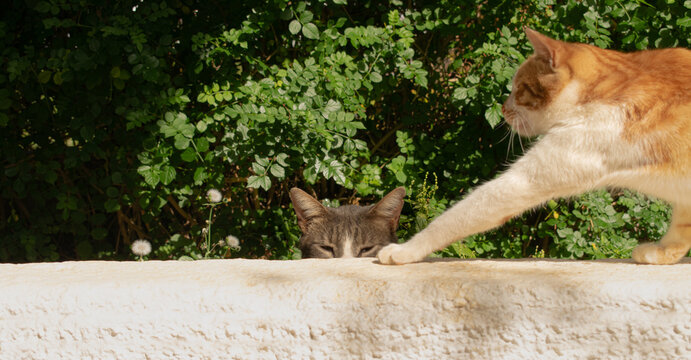 Two cats playing on a stone wall, one ginger cat streching paw towards a hiding grey cat.