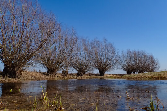 Row of pollard willow trees along a shallow stream with reflections under a clear blue sky in early spring countryside