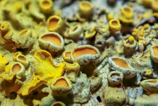 Macro of Xanthoria lichen with orange apothecia, showing symbiotic structure and texture, a bioindicator species reflecting environmental conditions