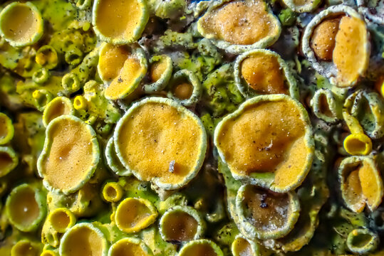 Macro of Xanthoria lichen with orange apothecia on bark, showing detailed symbiotic structures and vivid texture in a natural forest setting