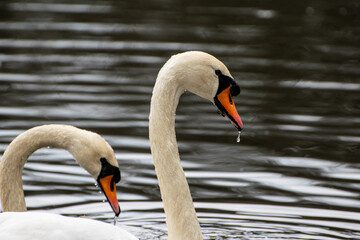 Łabędzie w środowisku naturalnym © Gabriela