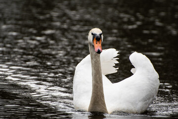 Łabędzie w środowisku naturalnym © Gabriela
