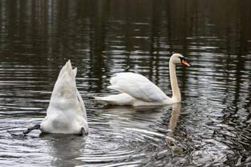 Łabędzie w środowisku naturalnym © Gabriela