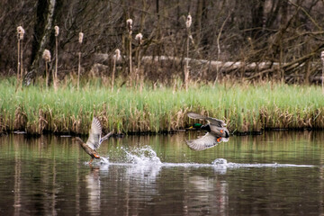 Łabędzie w naturalnym siedlisku wodnym © Gabriela