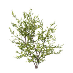 Naklejka premium Bush isolated on transparent background. Shrub isolated on transparent background. Side view tropical ornamental Garden plant flower bush shrub tree isolated on white background. Bush PNG. Shrub PNG. 