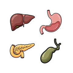 Fototapeta premium Digestive System Organs Icon Set with Liver, Stomach, Pancreas and Gallbladder