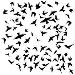 Fototapeta premium Flying birds silhouette flock. hand drawing. Not AI. Vector illustration