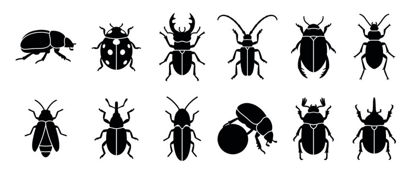 Various black silhouette beetle icons showcasing different insect species and shapes in a clean, graphic, and detailed illustration style