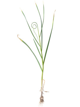 Garlic plant (Allium sativum) isolated on white with flower, bulb, roots and leaves
