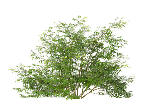Bush isolated on transparent background. Shrub isolated on transparent background. Side view tropical ornamental Garden plant flower bush shrub tree isolated on white background. Bush PNG. Shrub PNG.
