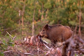 Dzik (Sus scrofa) © Grzegorz