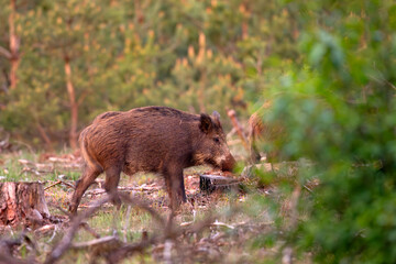 Dzik (Sus scrofa) © Grzegorz