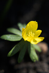 Fototapeta premium An early spring yellow garden flower. 