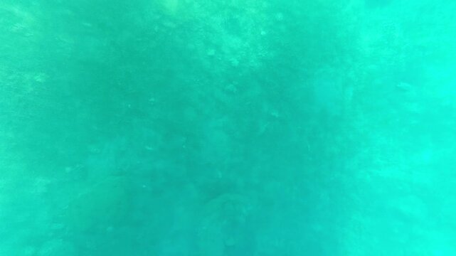 Underwater swimming in Red Sea, Coral Reef in Aqaba Gulf, Jordan. Diving in Clear blue and green water.