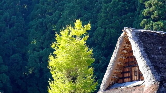 五箇山合掌造り集落相倉　世界遺産新緑の季節