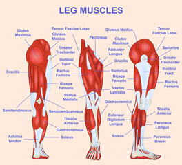 Leg muscle anatomical structure. Medical diagram or infographic with labeled front, side, and back views of thigh and calf muscles. Educational scheme. Cartoon Flat vector illustration