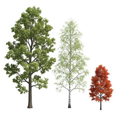 Fototapeta premium Four trees showing seasonal changes from spring to winter