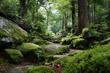Obraz premium Green mossy rocks in a shaded forest