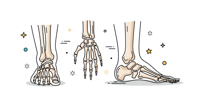 Detailed view of the hand and foot bones of the skeletal system, highlighting articulation, structure, and the complexity of human anatomy. Minimalist flat