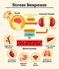 Stress response anatomical scheme. Medical diagram showing reaction of internal organs to entry of cortisol and adrenaline into bloodstream. Hormonal process. Cartoon Flat vector illustration