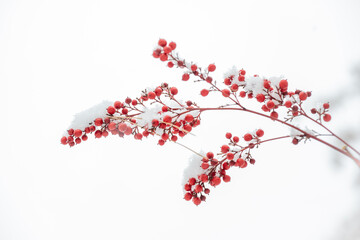 Red berries covered with fresh white snow for winter minimalism and holiday concept © 완수 안