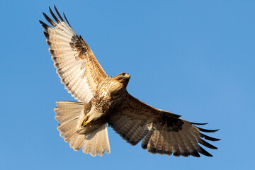 Fototapeta premium Common buzzard flying in blue sky for ecosystem balance and wildlife conservation