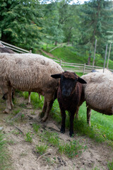 Obraz premium Goats eat hay on a Sunny day behind the fence. Two white house goats with ropes around their necks