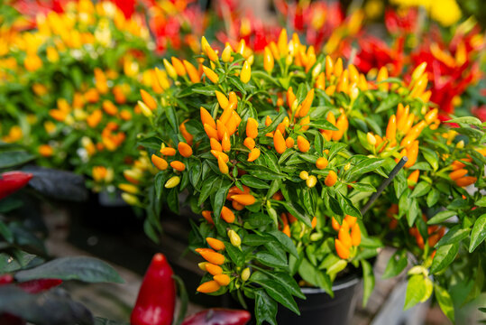 Potted ornamental pepper plant with red orange peppers at garden center display