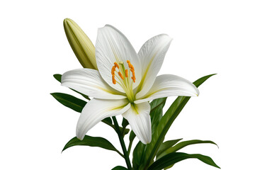 Fototapeta premium White lily blooming with green leaves, depicting purity, spring, nature, and growth, isolated on transparent background