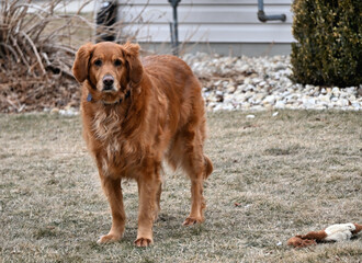 Obraz premium Big Brown Dog