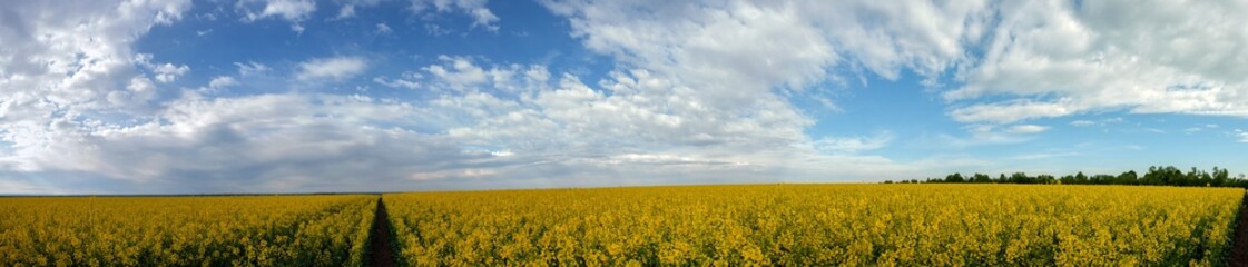 Obraz premium Yellow rapeseed panorama. The path through blooming rapeseed fields under a blue sky with clouds.