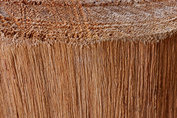 Fototapeta premium Close-Up Tree Trunk Cross Section Showing Wood Grain Texture and Vertical Timber Fibers
