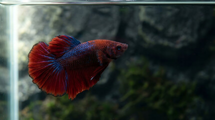 Obraz premium Betta Fish Swimming in Aquarium Close Up