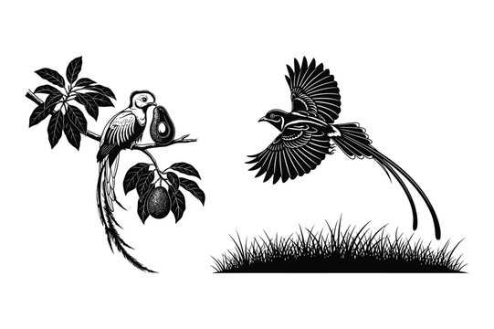 Peacock pheasant on branch and flying, vintage style
