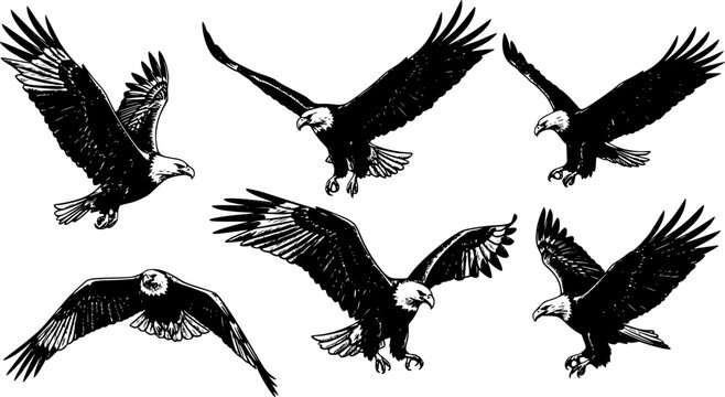 set of silhouettes of eagles flying. sketch style vector isolated background