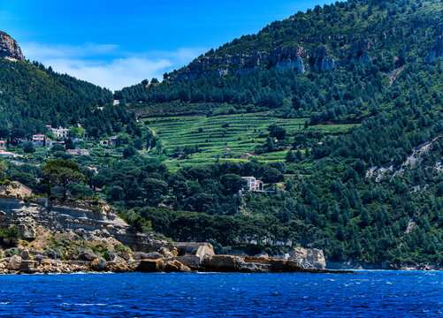 Le vignoble de Cassis sur les pentes de la falaise, Var, Provence, France