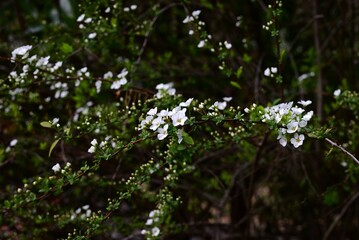 Fototapeta premium Thunberg's meadowaweet flowers. A Rosaceae deciduous shrub native to Japan. It produces numerous small flowers on its drooping branches in spring.