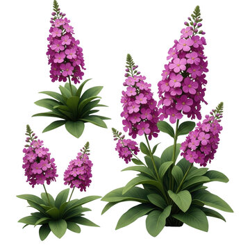 Vibrant purple flowers of the liatris spicata plant in full bloom