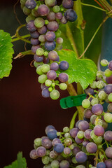 Naklejka premium Beautiful bunches of grapes hanging from a vine in a lush vineyard during late summer harvest