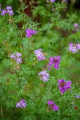 Obraz premium Blooming wildflowers dance in the gentle breeze of a sunny garden landscape