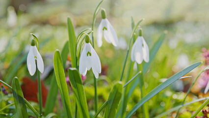 Fototapete bei efototapeten.de bestellen   