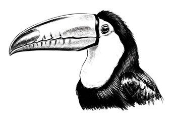 Fototapeta premium Detailed black and white sketch of a toucan's head and beak on a white background