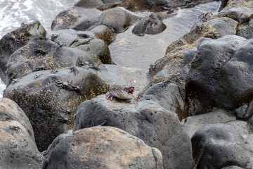 Crab perched on a large rock among smaller crabs along a rocky shoreline with gentle waves lapping at the surface in a coastal environment © Kateryna Muzhevska