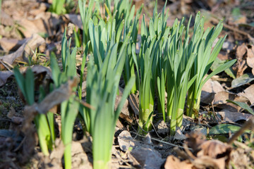 Fototapeta premium In early spring, daffodils emerge from the earth, their vibrant green shoots piercing the soil and decaying foliage, representing the beginning of a fresh season and the strength of nature.