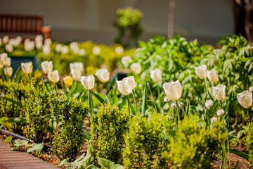 Elegant white tulips bloom in a serene garden surrounded by vibrant greenery during a sunny day