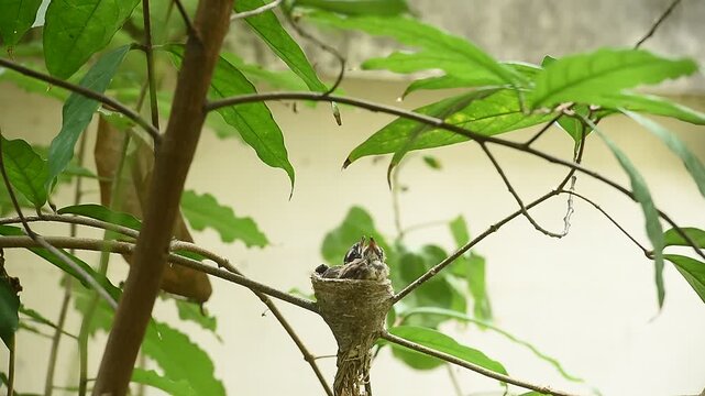 Mother Eastern magpie robin or Copsychus saularis is feeding her chicks in the nest on natural background.