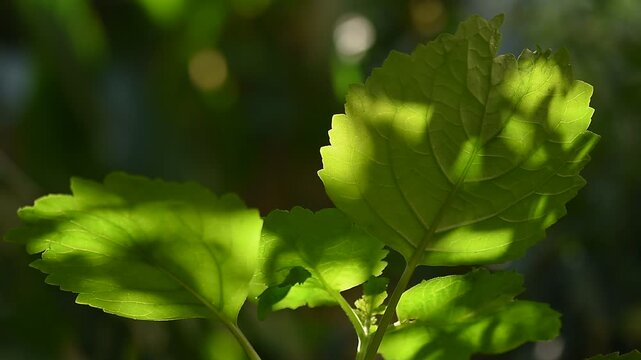 Pogostemon cablin (Blanco) Benth. or Patchouli branch green leaves on natural background.