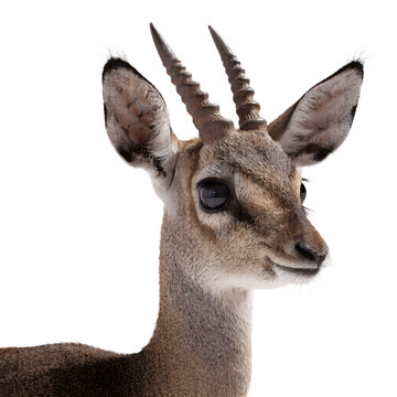 Close-up portrait of a dik-dik antelope isolated on white background