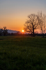 Obraz premium Meadow and silhouettes of trees against a golden sunset in Lauteracher Ried, Vorarlberg, Austria 